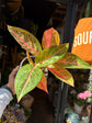 Aglaonema ‘Starshine’ with broad green leaves patterned with light pink variegation, displayed in a nursery pot at Urban Tropicana plant shop, Chiswick, London