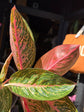 Aglaonema ‘Starshine’ with broad green leaves patterned with light pink variegation, displayed in a nursery pot at Urban Tropicana plant shop, Chiswick, London