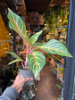  A Aglaonema dreamcatcher plant in front of Urban Tropicana&