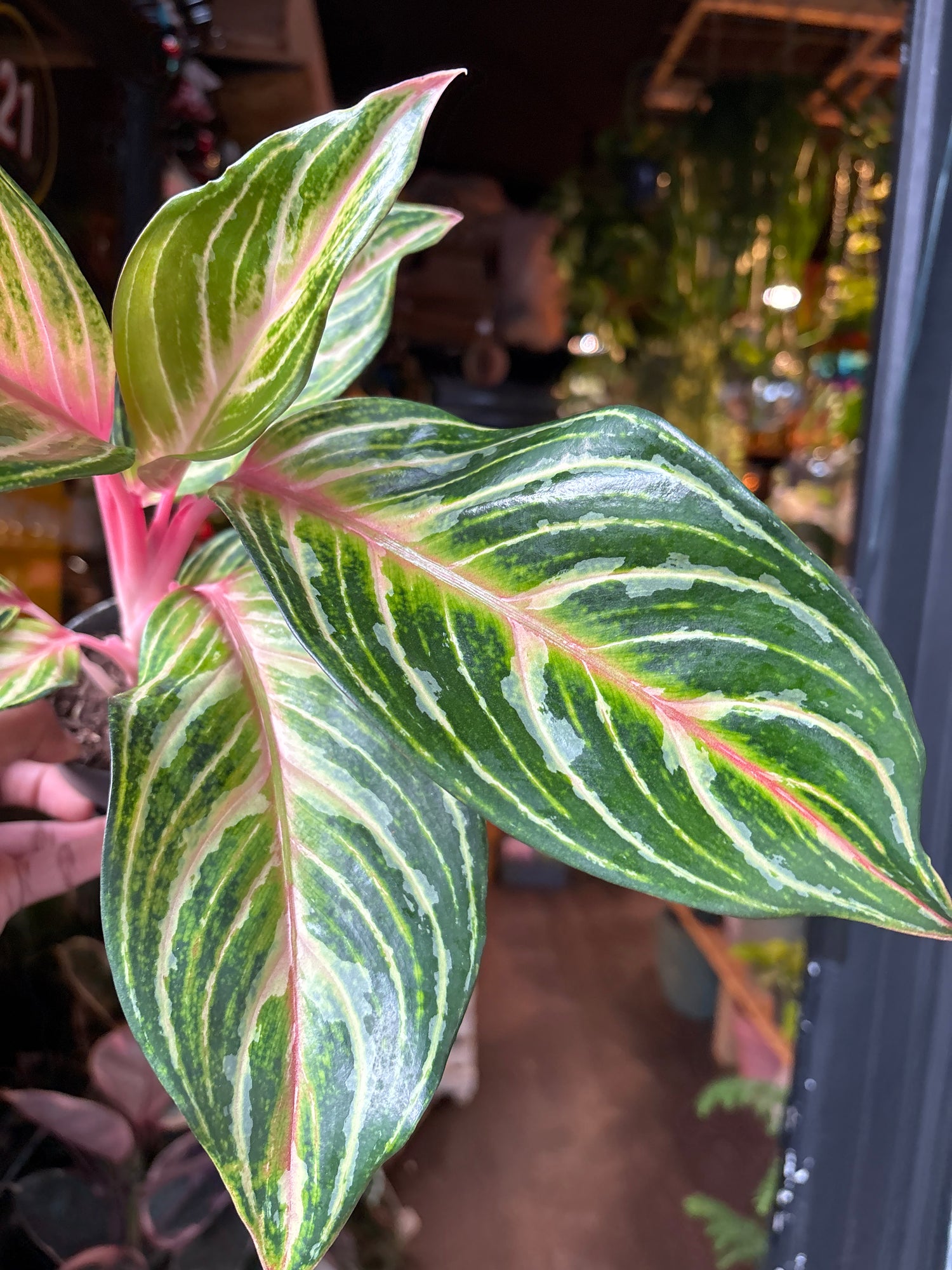  A aglaonema dreamcatcher plant in front of Urban Tropicana&