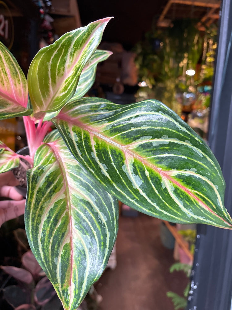  A aglaonema dreamcatcher plant in front of Urban Tropicana&