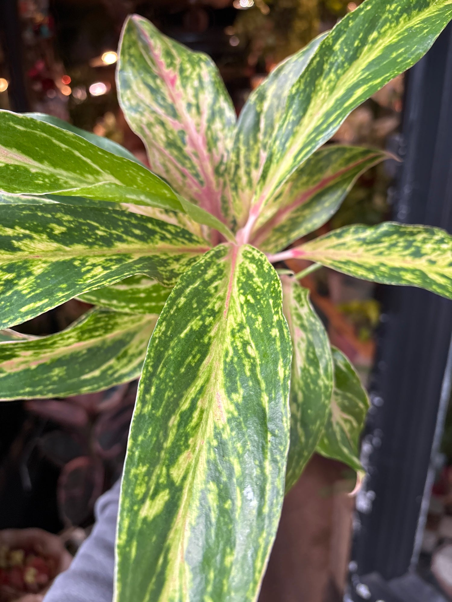 A Aglaonema sparkling sarah plant in front of Urban Tropicana&