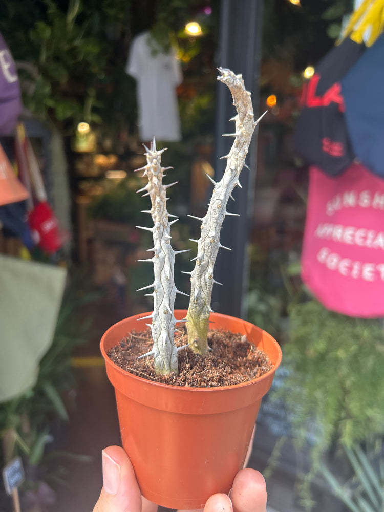 A Alluaudia Procera plant in front of Urban Tropicana’s plant shop in Chiswick, London