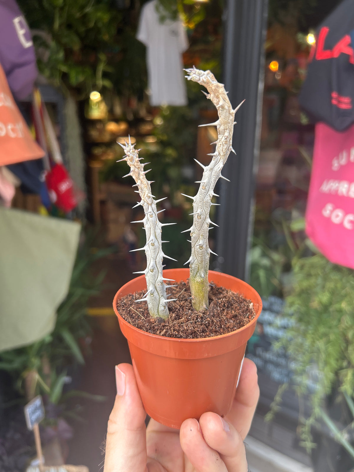 A Alluaudia Procera plant in front of Urban Tropicana’s plant shop in Chiswick, London