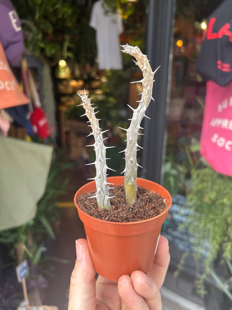 A Alluaudia Procera plant in front of Urban Tropicana’s plant shop in Chiswick, London