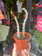 A Alluaudia Procera plant in front of Urban Tropicana’s plant shop in Chiswick, London