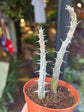 A Alluaudia Procera plant in front of Urban Tropicana’s plant shop in Chiswick, London