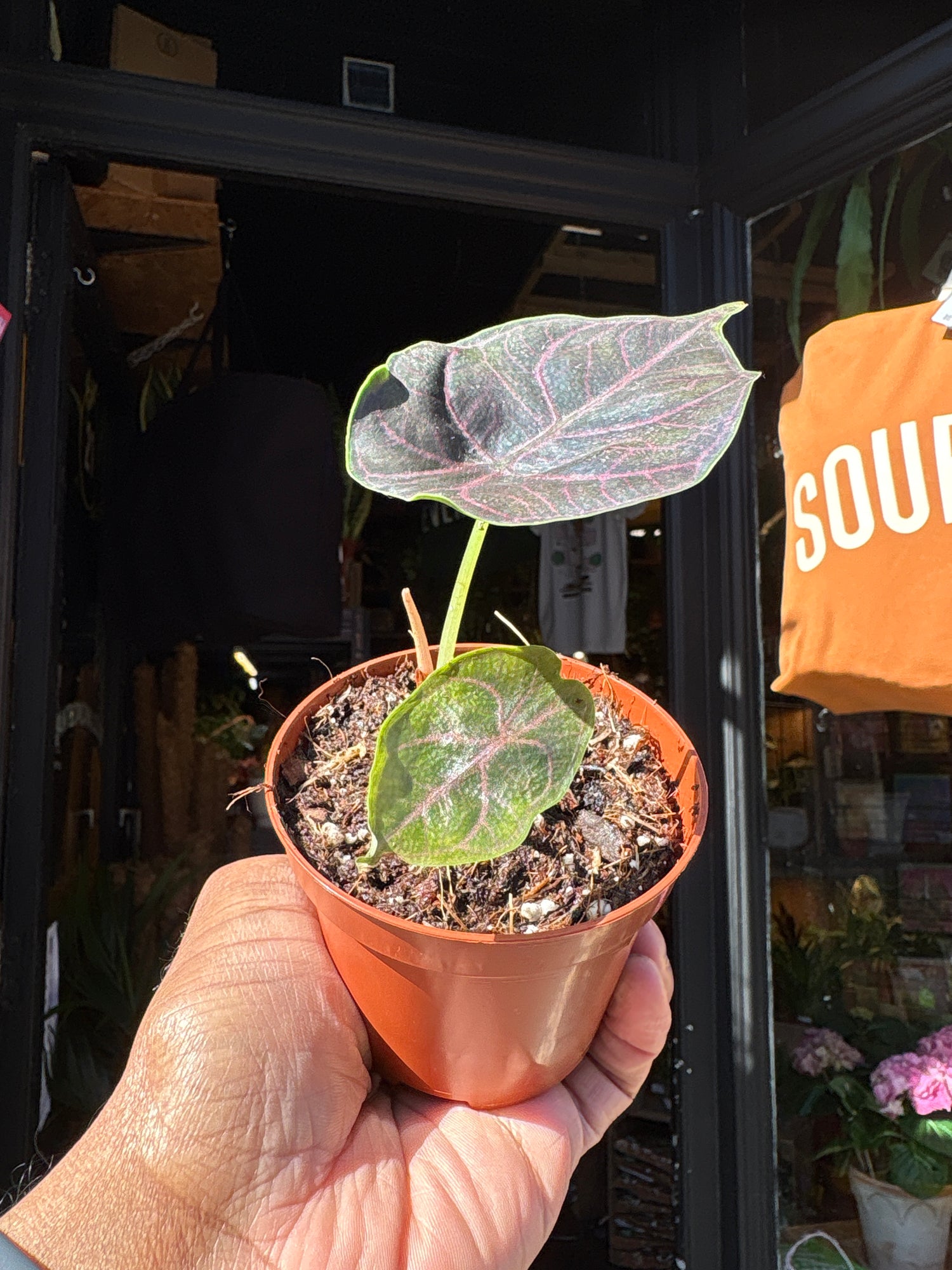 Alocasia azlanii with dark, iridescent leaves featuring deep green to purple tones and contrasting veining, displayed in a nursery pot at Urban Tropicana plant shop, Chiswick, London