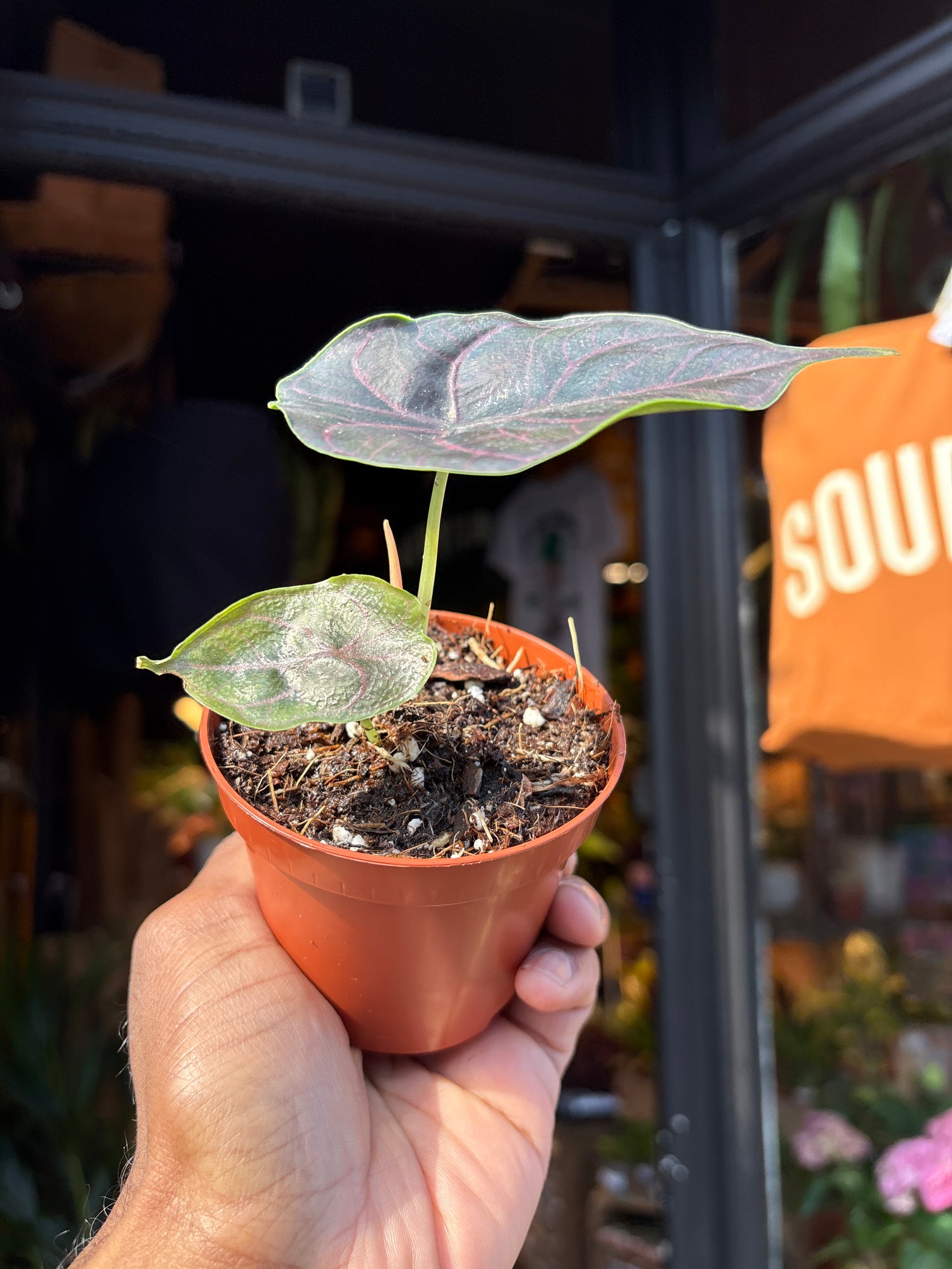 Alocasia azlanii with dark, iridescent leaves featuring deep green to purple tones and contrasting veining, displayed in a nursery pot at Urban Tropicana plant shop, Chiswick, London