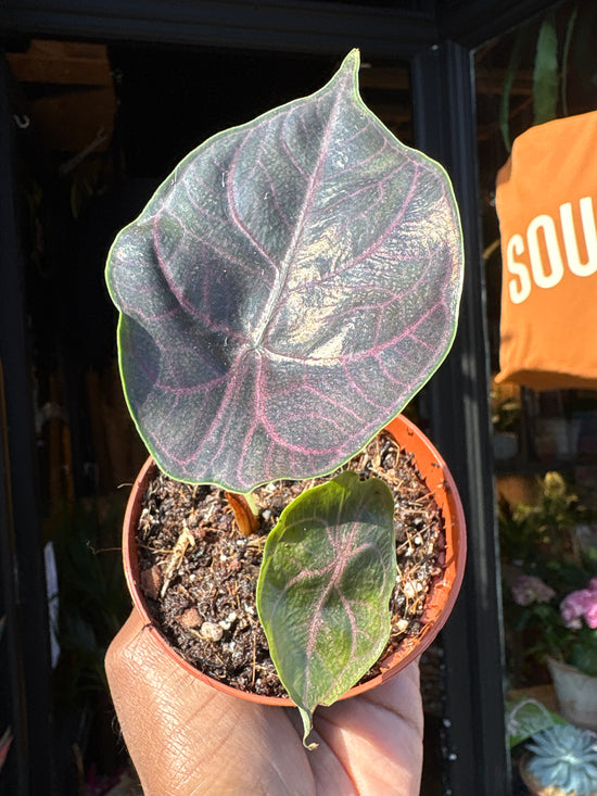 Alocasia azlanii with dark, iridescent leaves featuring deep green to purple tones and contrasting veining, displayed in a nursery pot at Urban Tropicana plant shop, Chiswick, London