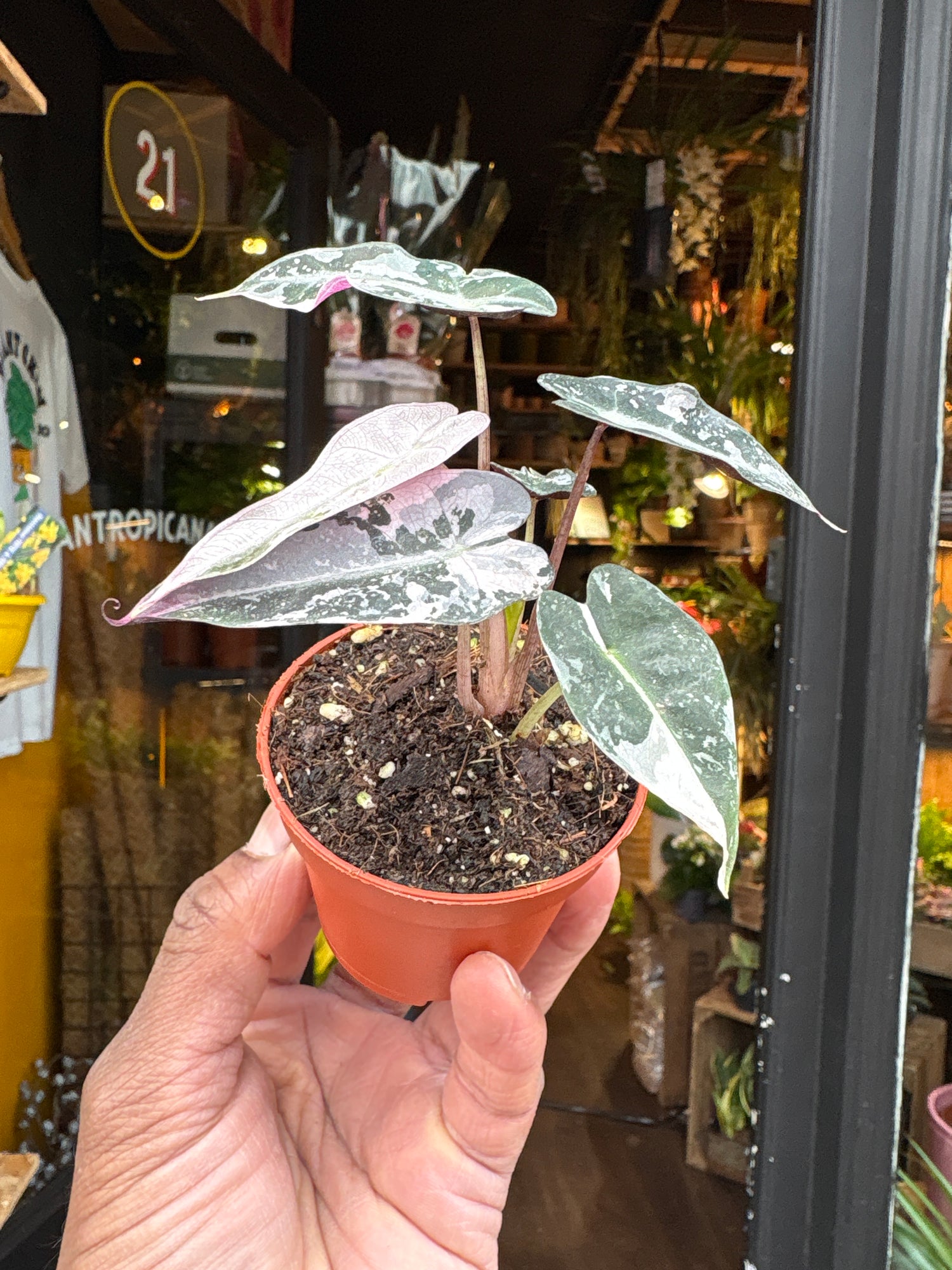 An Alocasia Bambino Variegated plant in front of Urban Tropicana’s Plant Shop in Chiswick London