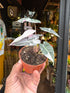 An Alocasia Bambino Variegated plant in front of Urban Tropicana’s Plant Shop in Chiswick London