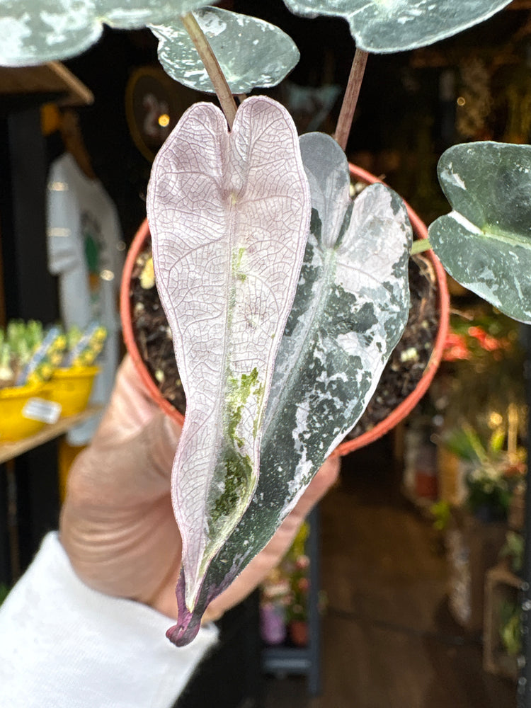 An Alocasia Bambino Variegated plant in front of Urban Tropicana’s Plant Shop in Chiswick London