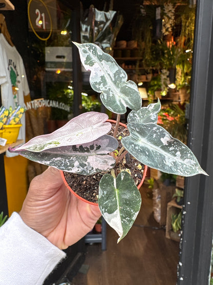 An Alocasia Bambino Variegated plant in front of Urban Tropicana’s Plant Shop in Chiswick London