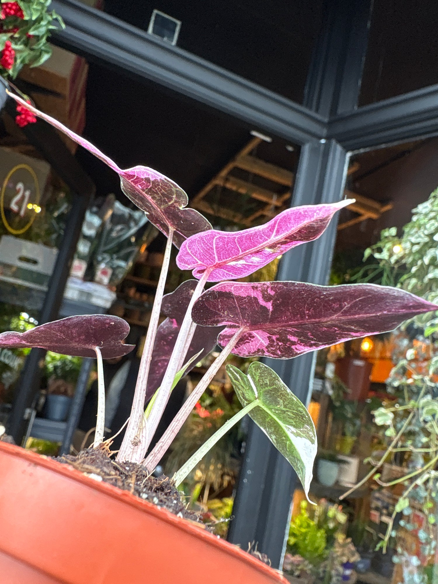 An Alocasia Bambino Variegated plant in front of Urban Tropicana’s Plant Shop in Chiswick London