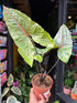 An Alocasia Black Jack plant in front of Urban Tropicana’s Plant Shop in Chiswick London