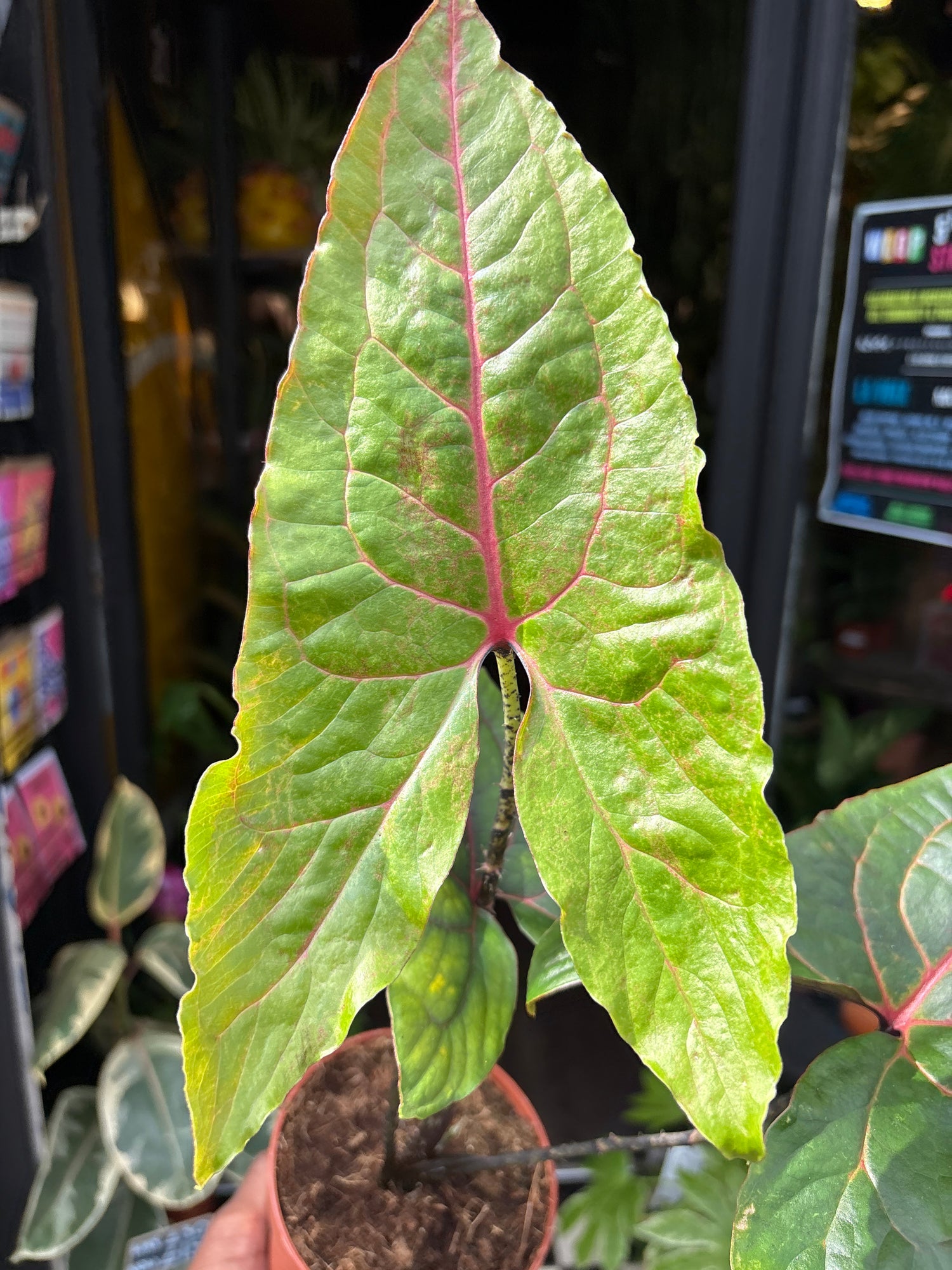 An Alocasia Black Jack plant in front of Urban Tropicana’s Plant Shop in Chiswick London