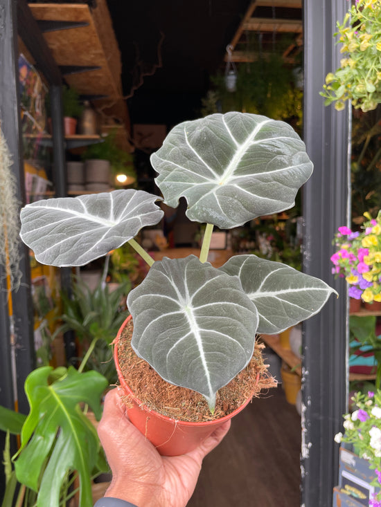 An Alocasia Black Velvet plant also know as a Black Velvet Elephant Ear in front of Urban Tropicana&