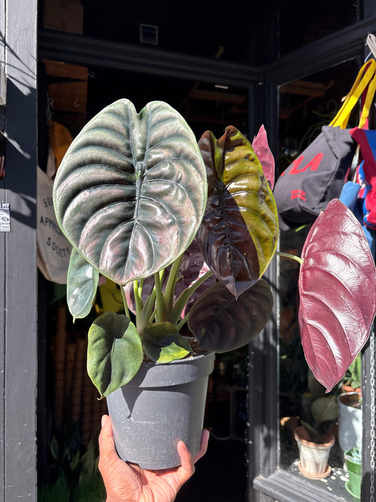 Alocasia cuprea houseplant outside Urban Tropicana plant shop in Chiswick, London