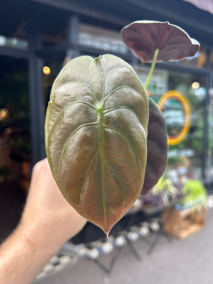 An Alocasia Cuprea &