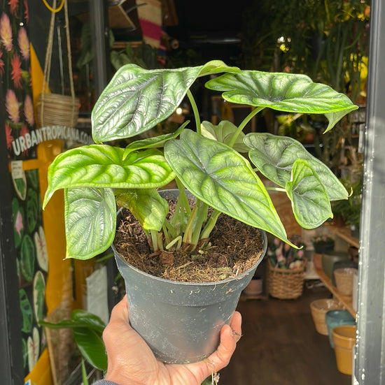 An Alocasia Baganda ‘Dragon Scale’ plant also know as a Dragon Scale in front of Urban Tropicana&