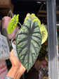 An Alocasia Baganda ‘Dragon Scale’ plant also know as a Dragon Scale in front of Urban Tropicana&