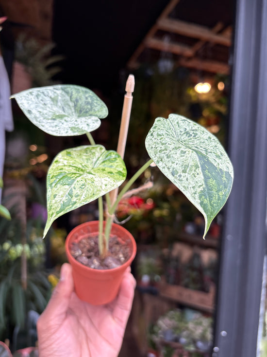 An Alocasia Dragon Scale Mint plant in front of Urban Tropicana’s Plant Shop in Chiswick London