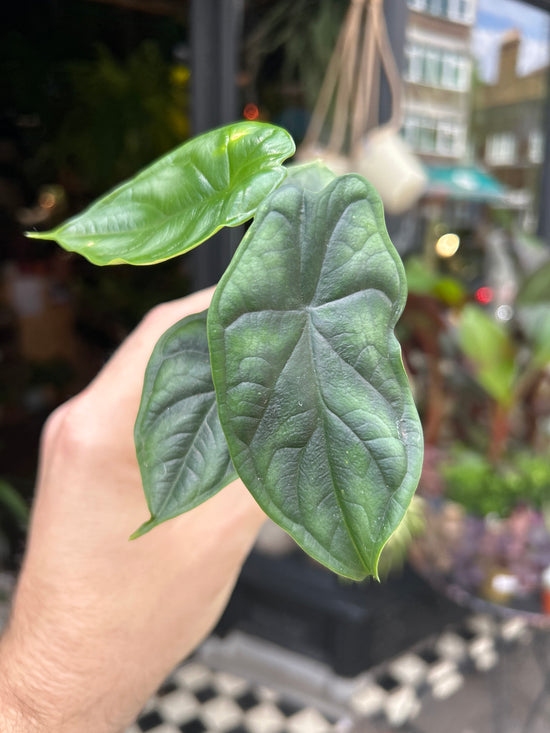 An Alocasia Dragon Scale plant in front of Urban Tropicana’s Plant Shop in Chiswick London