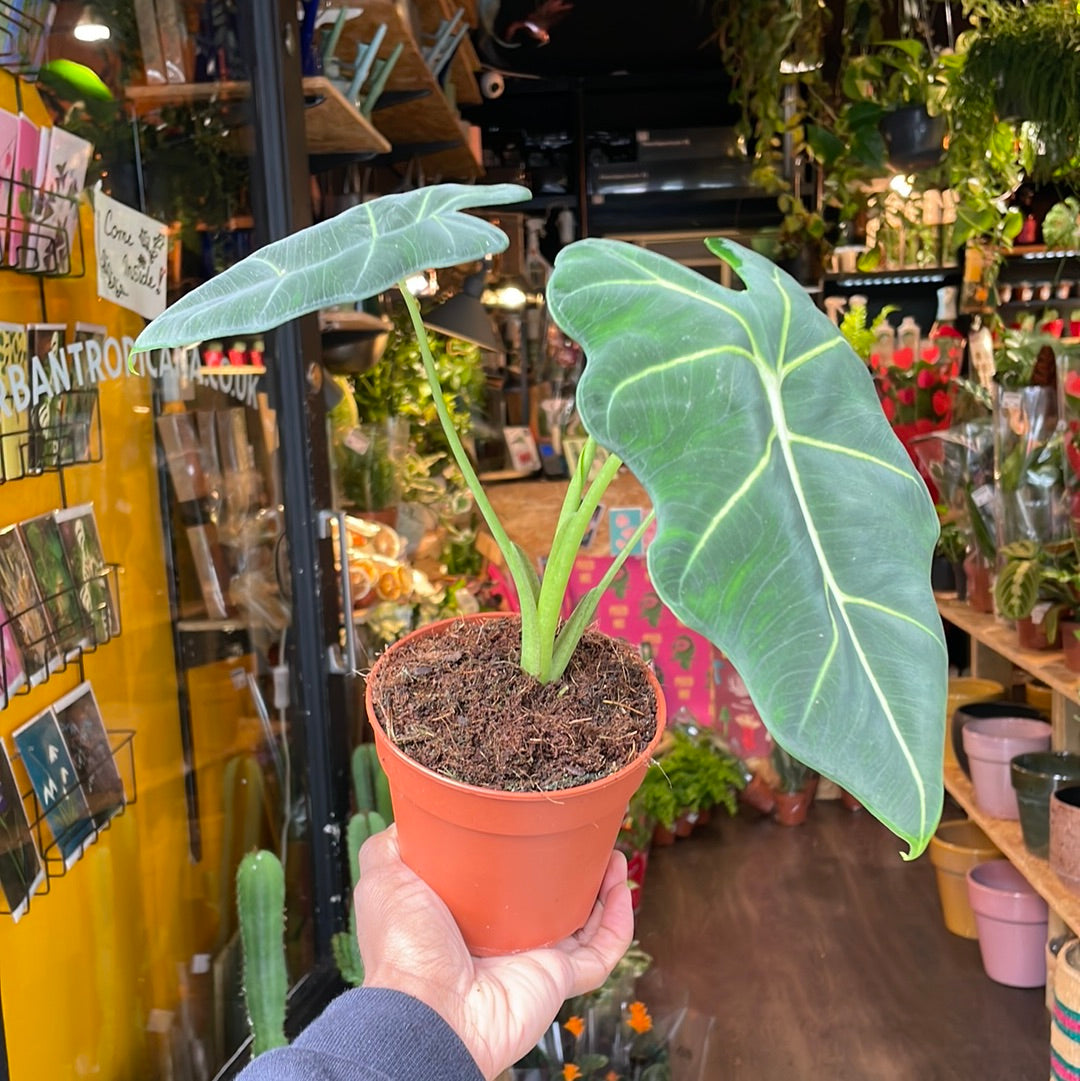 A Alocasia Frydek plant also known as a Green Velvet Alocasia in front of Urban Tropicana&