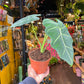 A Alocasia Frydek plant also known as a Green Velvet Alocasia in front of Urban Tropicana&