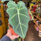 A Alocasia Frydek plant also known as a Green Velvet Alocasia in front of Urban Tropicana&