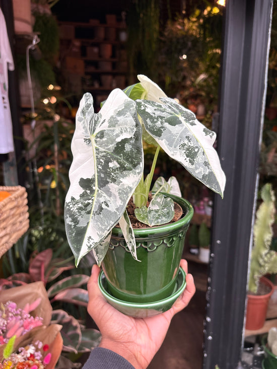 An Alocasia Frydek Variagata plant in front of Urban Tropicana’s Plant Shop in Chiswick London