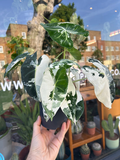 Alocasia Frydek Variegata also known as a  variegated Elephant Ear plant in front of Urban Tropicana’s plant shop in Chiswick, London