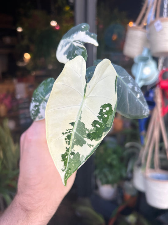 An Alocasia Frydek Variegata plant in front of Urban Tropicana’s plant shop in Chiswick London