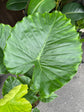 A Alocasia Gageana plant, also known as a Dwarf Elephant Ear, in front of Urban Tropicana&