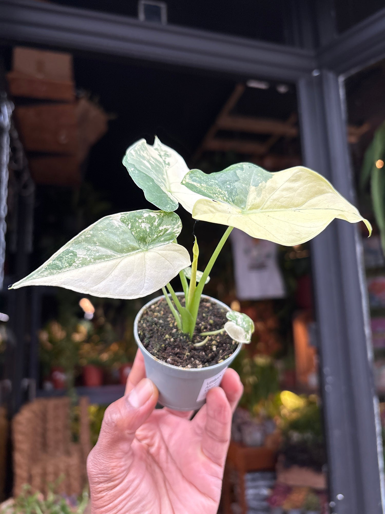 Alocasia gageana ‘Albo Variegata’ houseplant in 6cm pot outside Urban Tropicana plant shop in Chiswick, London