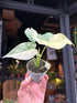 Alocasia gageana ‘Albo Variegata’ houseplant in 6cm pot outside Urban Tropicana plant shop in Chiswick, London