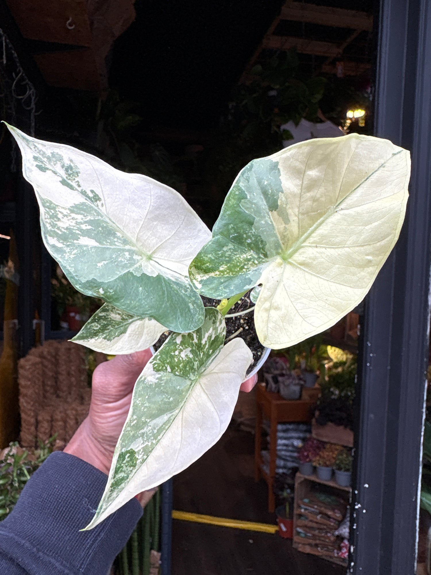Alocasia gageana ‘Albo Variegata’ houseplant in 6cm pot outside Urban Tropicana plant shop in Chiswick, London