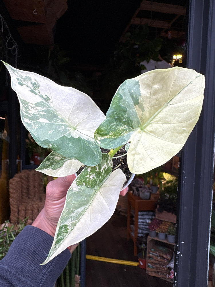 Alocasia gageana ‘Albo Variegata’ houseplant in 6cm pot outside Urban Tropicana plant shop in Chiswick, London