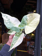 Alocasia gageana ‘Albo Variegata’ houseplant in 6cm pot outside Urban Tropicana plant shop in Chiswick, London
