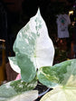 Alocasia gageana ‘Albo Variegata’ houseplant in 6cm pot outside Urban Tropicana plant shop in Chiswick, London