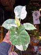 Alocasia gageana ‘Albo Variegata’ houseplant in 6cm pot outside Urban Tropicana plant shop in Chiswick, London
