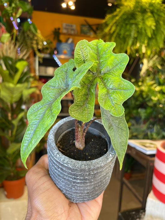 A Alocasia Jacklyn plant in front of Urban Tropicana&