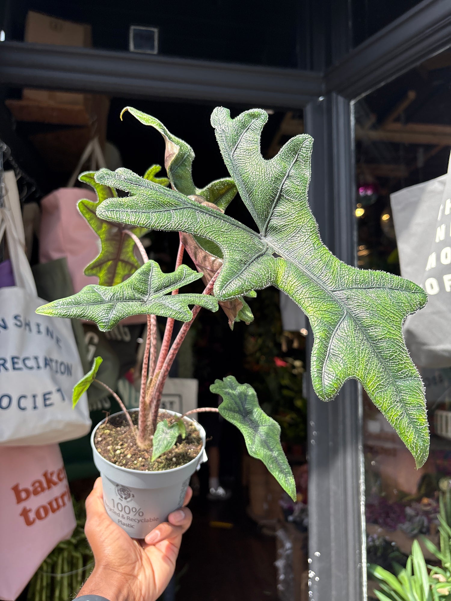 Alocasia ‘Jacklyn’ houseplant outside Urban Tropicana plant shop in Chiswick, London