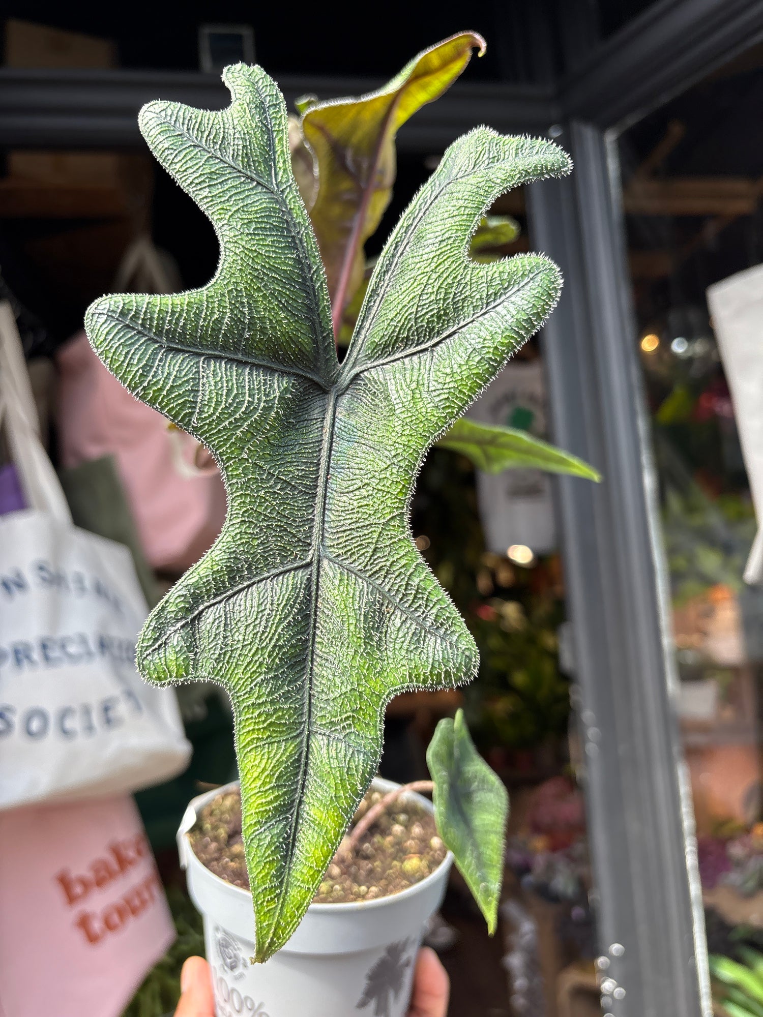 Alocasia ‘Jacklyn’ houseplant outside Urban Tropicana plant shop in Chiswick, London