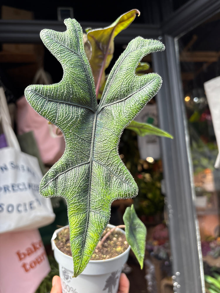 Alocasia ‘Jacklyn’ houseplant outside Urban Tropicana plant shop in Chiswick, London