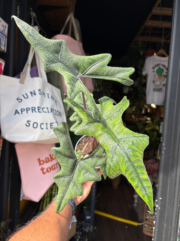 Alocasia ‘Jacklyn’ houseplant outside Urban Tropicana plant shop in Chiswick, London