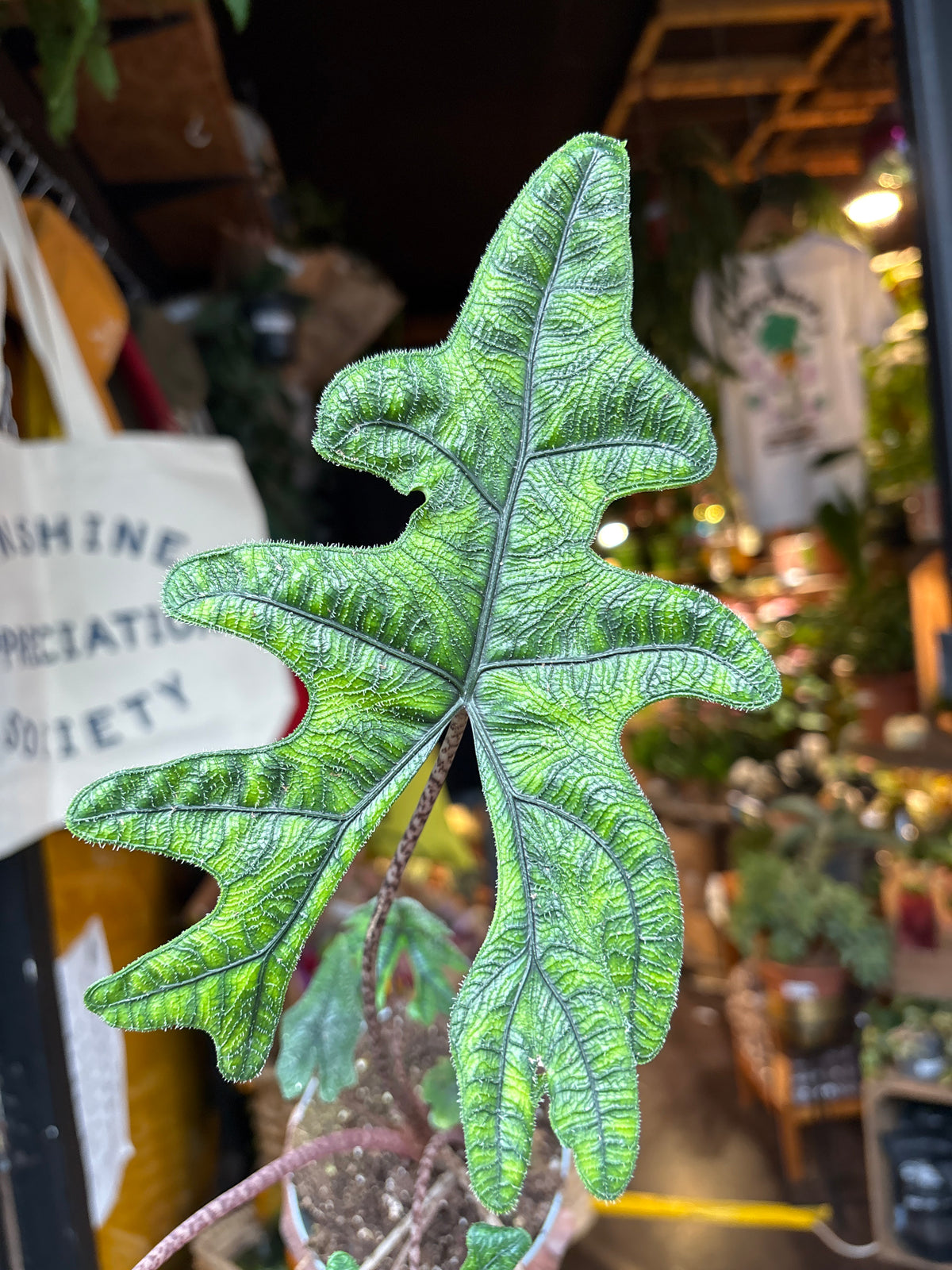Alocasia Jacklyn in 12cm pot outside Urban Tropicana plant shop in Chiswick, London