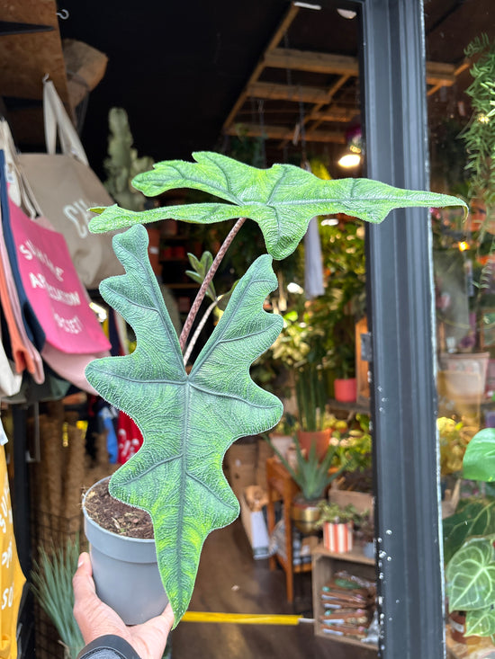 An Alocasia Jacklyn plant in front of Urban Tropicana’s plant shop in Chiswick, London