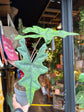 An Alocasia Jacklyn plant in front of Urban Tropicana’s plant shop in Chiswick, London
